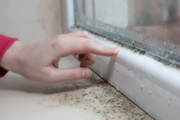 Professional Mold Removal in Wills Point, TX